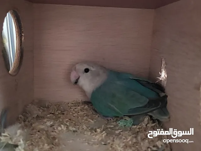 للبيع روز ازرق ذكر منتج من قبل الوصف مهم قابل.