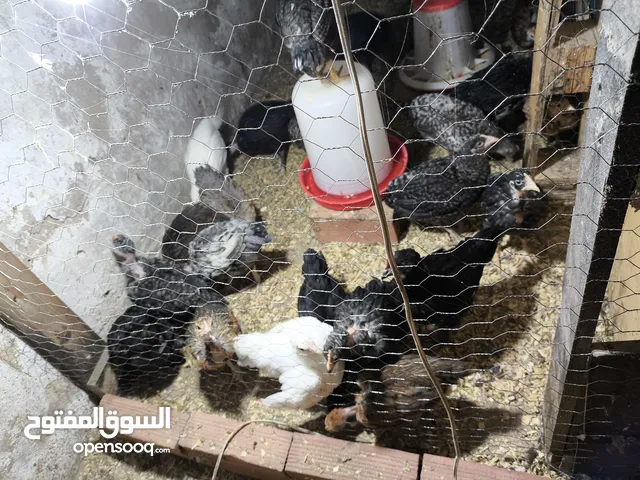 فلوس عربي و فيومي