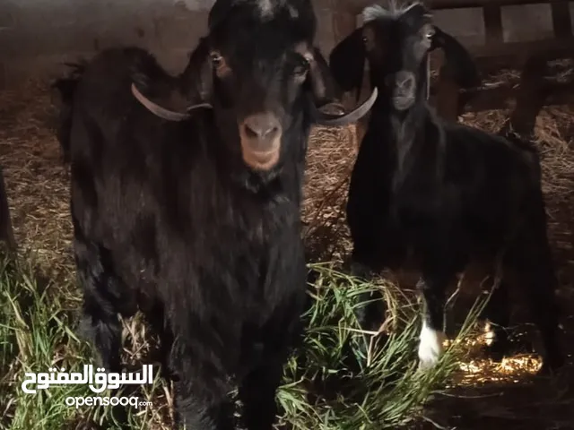 ماعز للبيع هيا وابنها