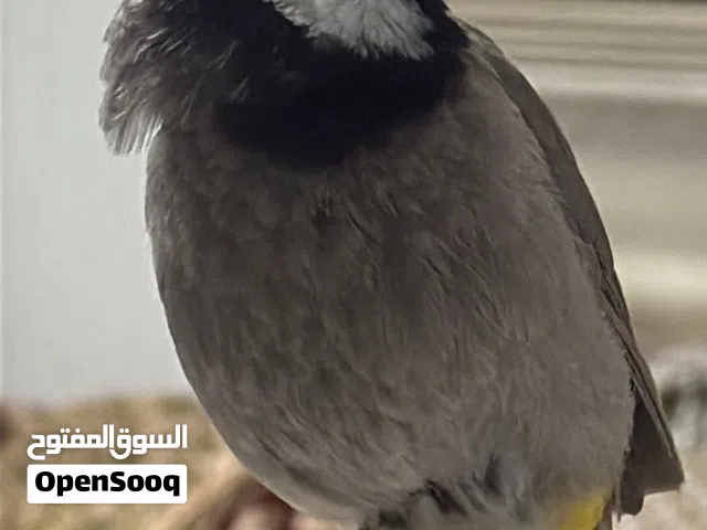 ارافل ذيل اسود + كنك + بلبل