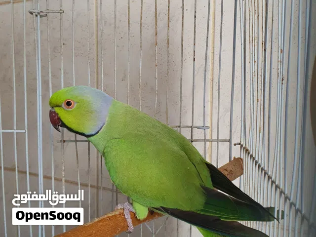 ببغاء متو ذكر