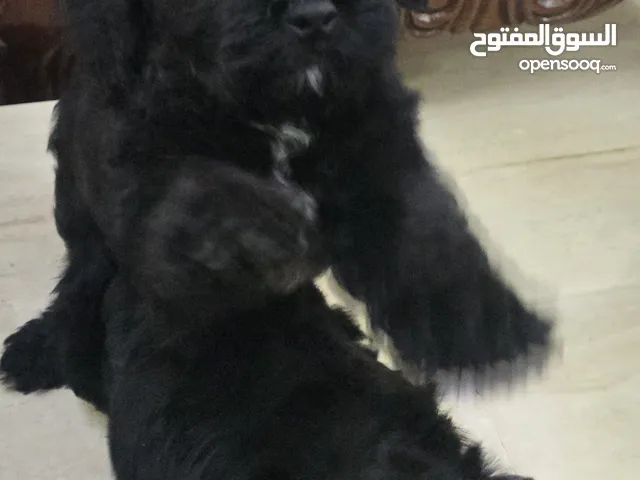 pure poodle 3300 and pure shitzu 2300 two types available بودل وشتزو