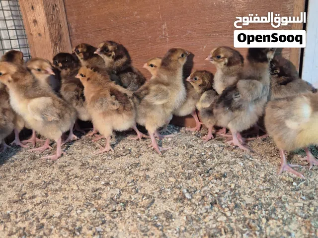 فروخ دجاج فرنسي احمر