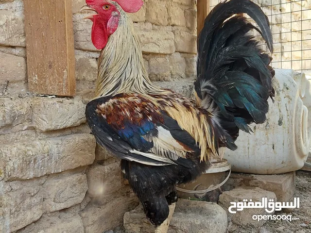 ديج دندراوي عمره 8 أشهر ودجاجه عربيه عمرها 6 أشهر ........... اااااتفاصيل بالوصف كامل .،..... ....