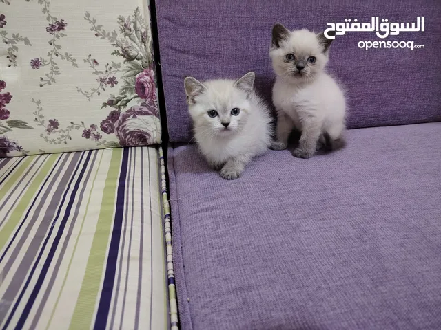 قطط راجدول لعمر 50 يوم