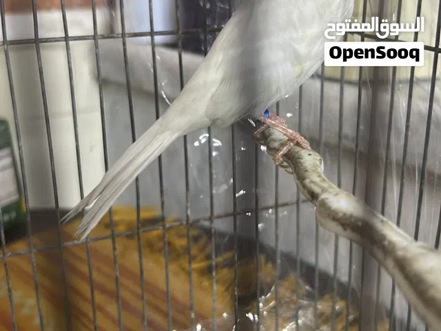 موجود فحل بندوق إيرانيات للبيع او للبدل
