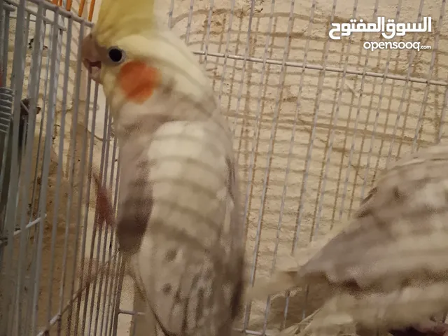 3 بادجي. و. 2 كالوبسيت و واحد زويجة