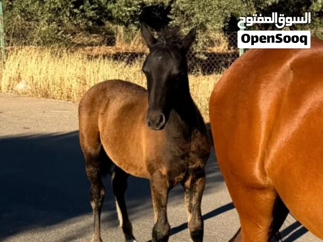 مهر عربي أسود للبيع