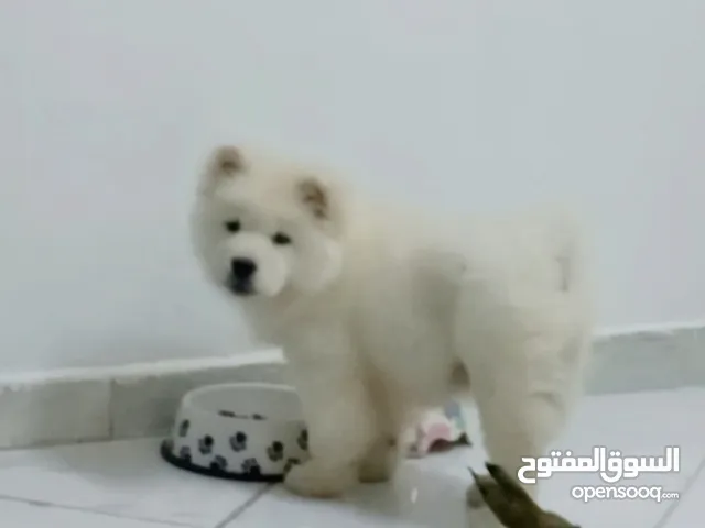 Chow chow puppy