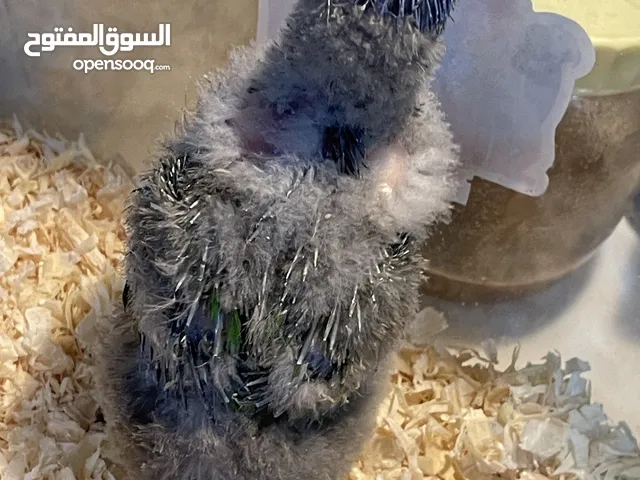 Rainbow Lorikeet 3 nos 20 to 25 days old handfeeding chicks available at abu dhabi