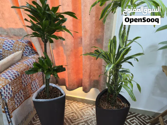 two perfect size plants for sale in salmiyah b10 with pot