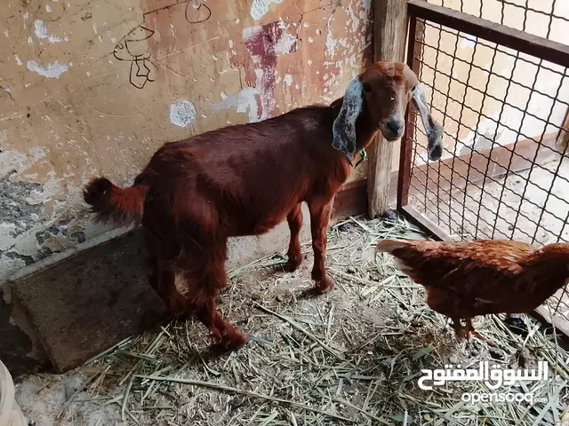 صخله شاميه للبيع عمرها من 4الى5اشهر