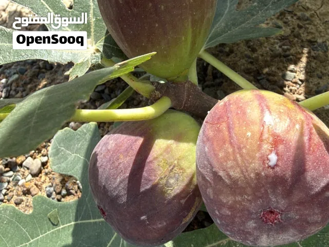 شتلات تين براون تركي المعروف باحجام ثمرته