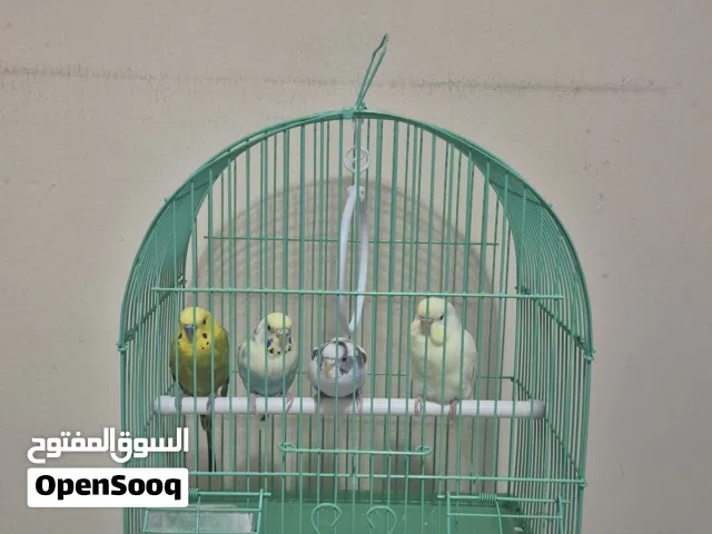 tow pairs of parrots
