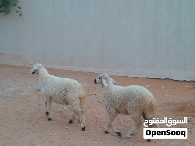 2فطايم خوات تؤام ربي يبارك عمرهم ف6شهور سليمات مشالله...
