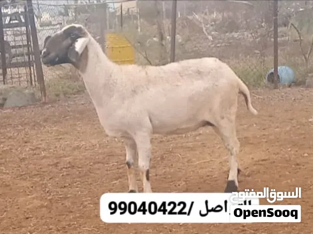 جاعده كشميريه الحجم الكبير ضخم