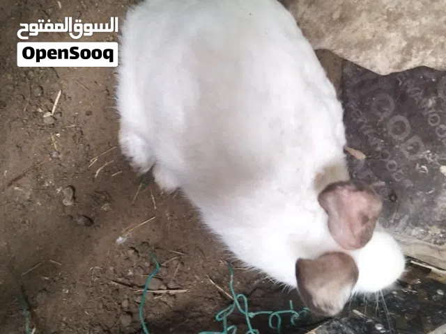 للبيع أرنب امريكيات  سابل امريكي كلفورني سابل امريكي كلفورني