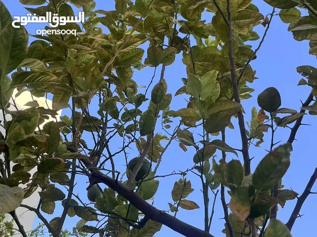 للبيع شجرة ترنج قوية مثمرة طولها 3 امتار