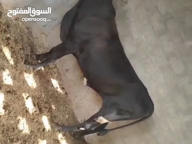 عجل نمساوي انتاجي بنفسي سمنه ومد وشور ما عليه كلام ابد وبقره عاقر عمانيه ما ولدت سمنته تبارك الرحمن