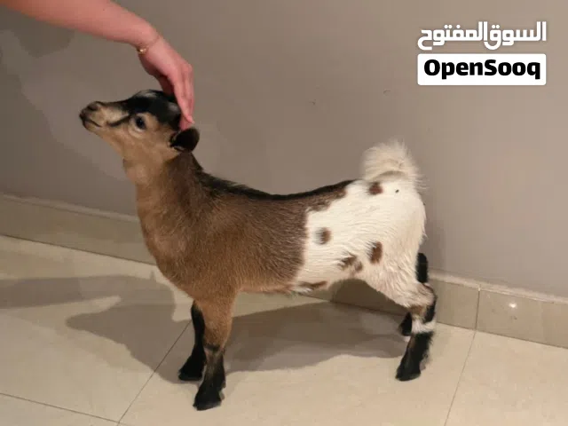 ماعز قزم لي البيع