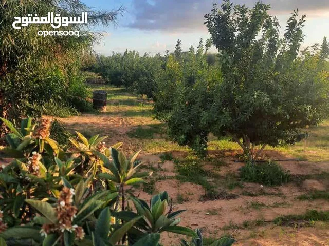 Studio Farms for Sale in Tripoli Tajura