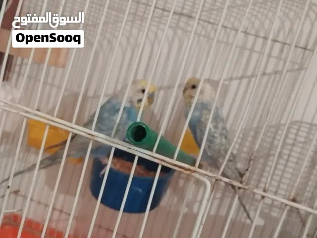 كوبيات للبيع