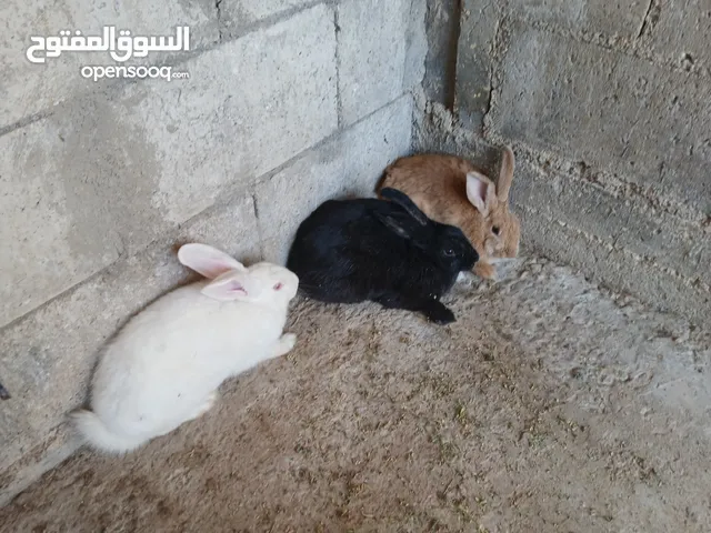 طقم ارانب انثيتين بلدي وذكر فرنسي