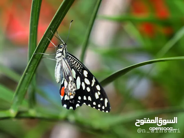 السلام عليكم ورحمة الله وبركاته اعمل لوحات جدارية يكون من الصور الي موجوده أكثر في الحساب n_alhsani