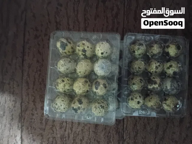 يتوفر بيض سمان للبيع