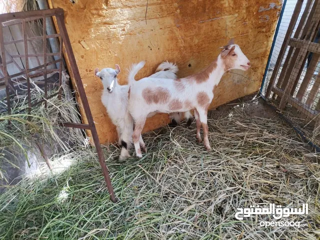 هوش صلاليات