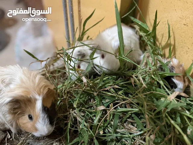 للبيع عاءلت وبر