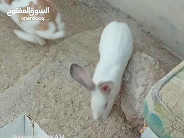 جوز ارانب هجين الماني