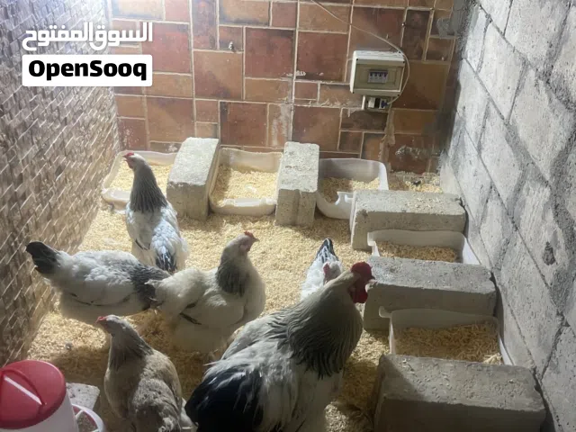 طقم براهما كولومبي