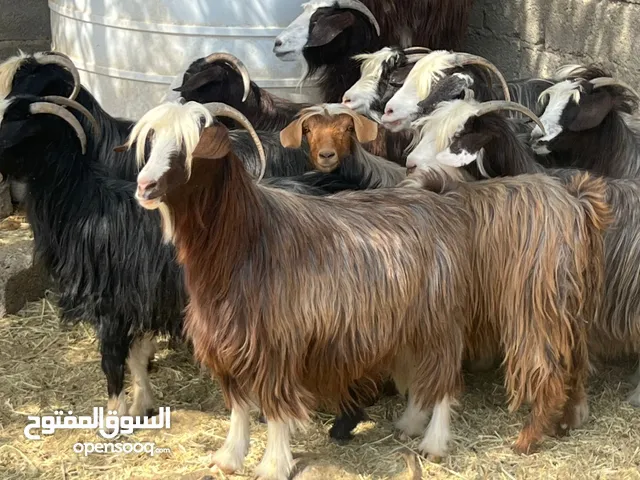 اغنام عمانيات الحجم الكبير احجام وأوزان طيبه من يبحث عن أضاحي مستوفيات الشروط كل شي سليم فيهن