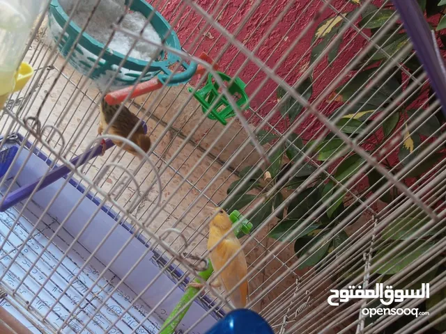 جوز شغال (فحل، طيرة)