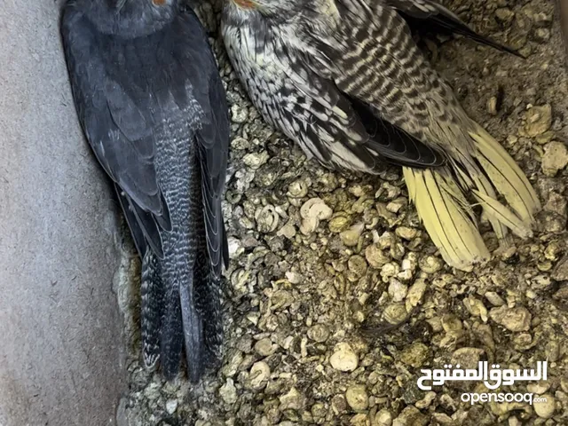 مطير كوكتيل