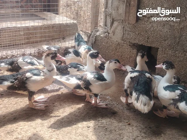 ح بيع بط ماشاء الله عليه كبار