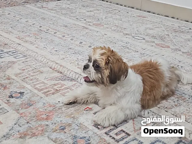 Dog shezooo
