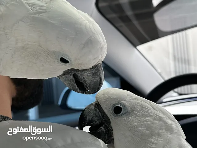 Jumbo Umbrella Cockatoo (COUPLE) زوج امبريلا كوكاتو
