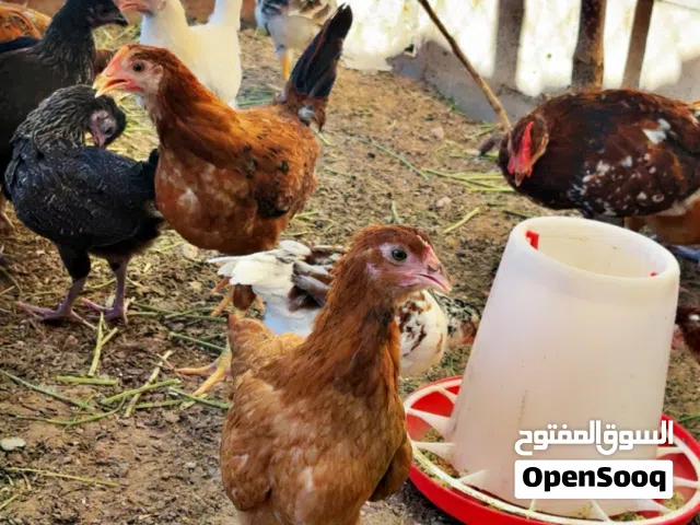 عتاتيق للبيع