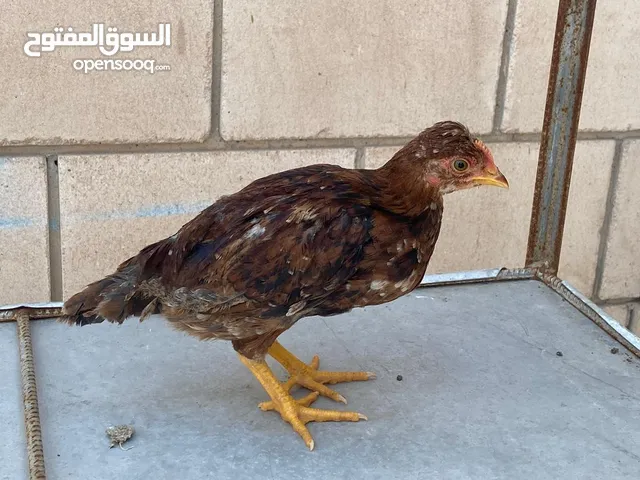لبييع دجاج عربي