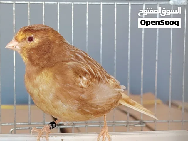 دكر كناري فايو عين حمراء