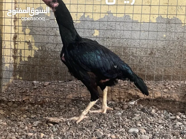 دجاج باكستاني جاهز للنتاج بياض و بصحه جيده و الحمد الله  ما يشكي من ش