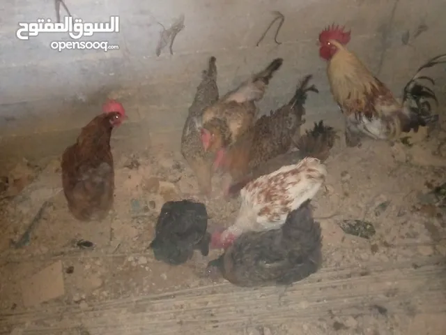 جاج بياض للبيع