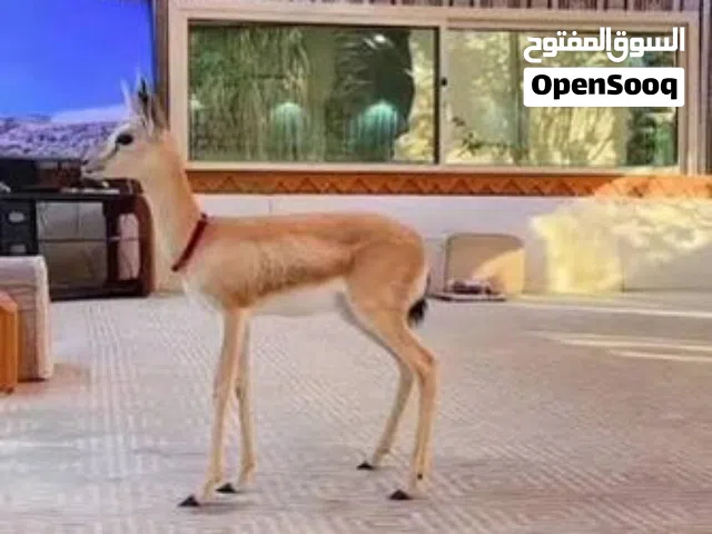 غزال الريم العربي للبيع