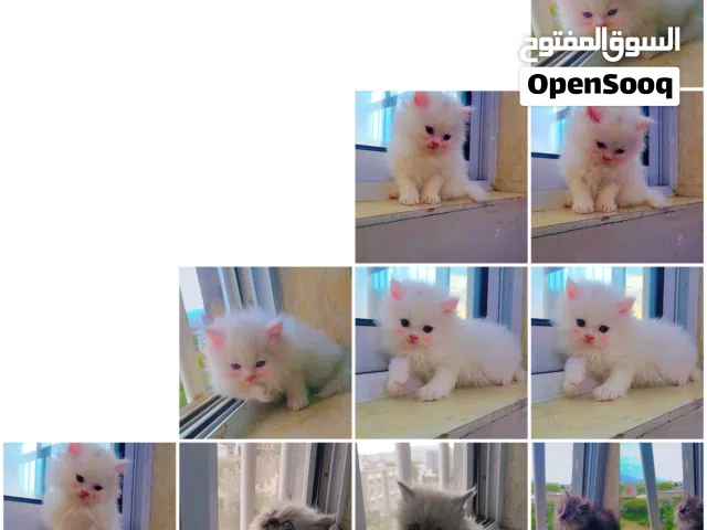 أضف لمسة من البهجة إلى منزلك مع قطط لطيفة ونظيفة، تربية منزلية ومعتادة على الدلال. للبيع السعر حلوه