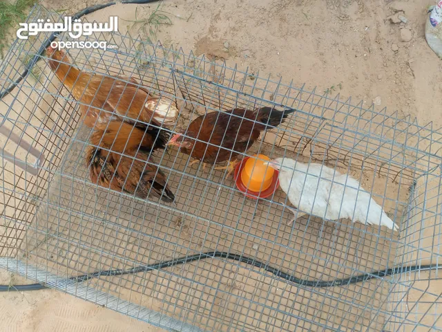 دجاج عربي .....