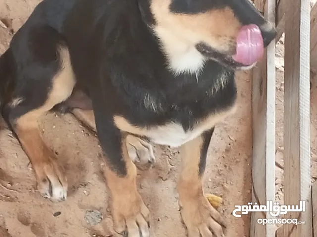 كلاب للبيع بنت ولد كوسام
