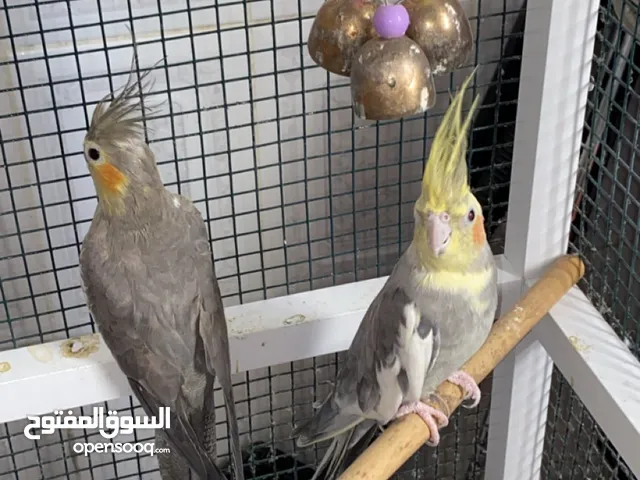 طيور كوكتيل الطيور بصحه ممتازه و بشكل جميل و جذاب