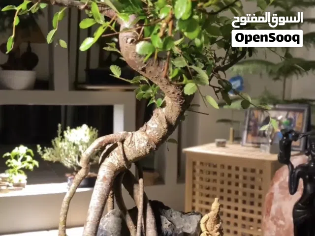 شجرة بونساي من نوع زلكوفا /Zelkova bonsai tree, 7 years old,